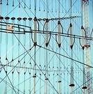radio-australia-cox.jpg
